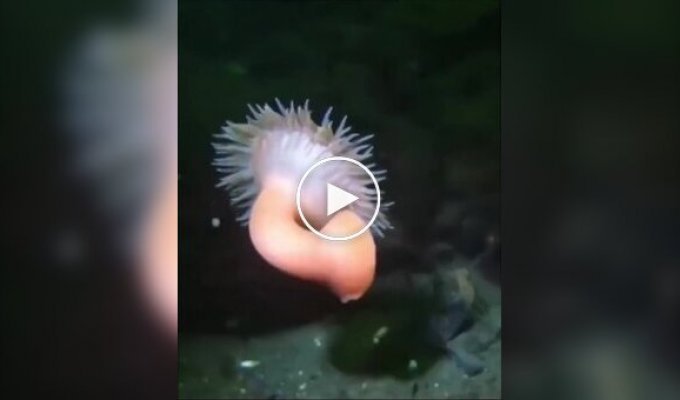 How sea anemones swim