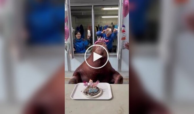 Морж отметил свой 8-й день рождения