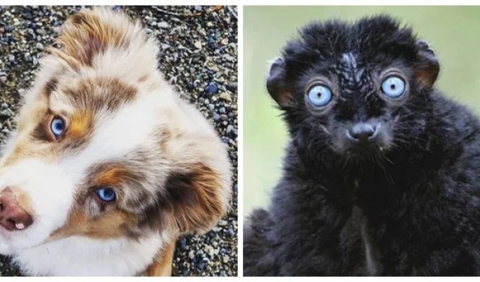 17 созданий с удивительными глазами цвета небесной лазури (18 фото)