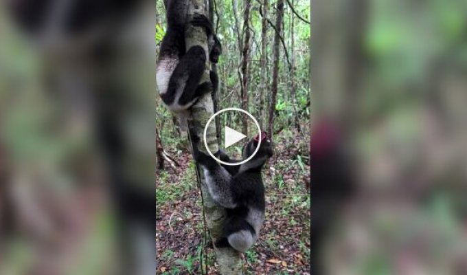 Самые большие лемуры на планете: как выглядят и звучат индри