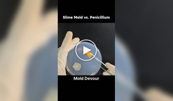 Microscopic duel: slime mold vs. mold in a Petri dish