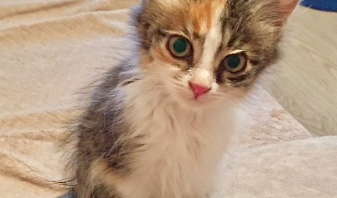 A guy found a kitten on the street that didn't even make sounds anymore (5 photos)
