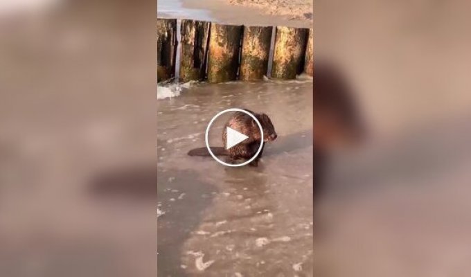 Бобр моется в море