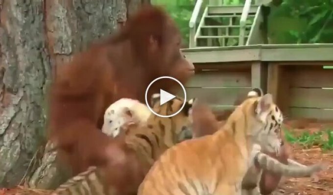 Орангутан нянчится с тигрятами