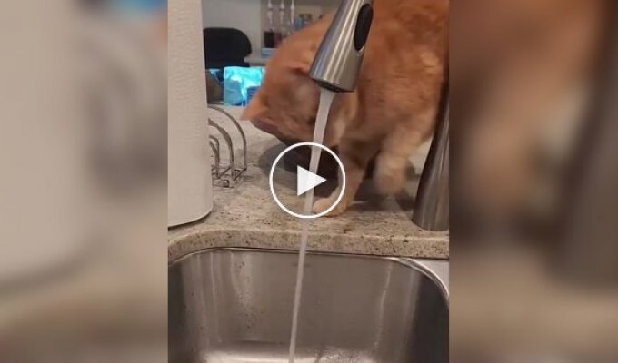 Спроби кота зловити струмінь води