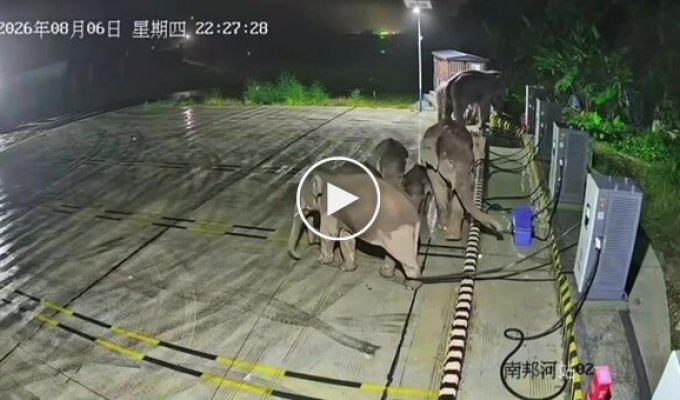 Baby elephant got tangled in a charging station cable