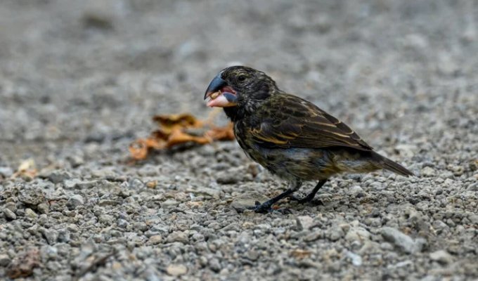 Интересные факты о галапагосских вьюрках (12 фото)