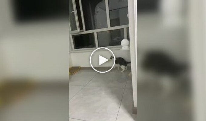 Самое грустное видео дня