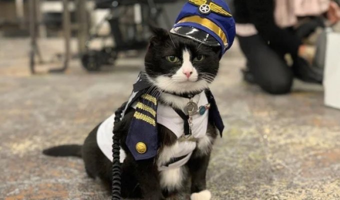 В международном аэропорту Сан-Франциско работает кот-терапевт (10 фото)