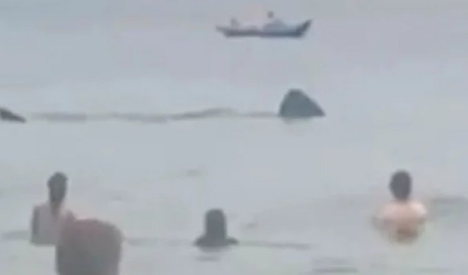 In Ireland, a huge shark swam to the shore, but did not scare away vacationers (4 photos + 1 video)