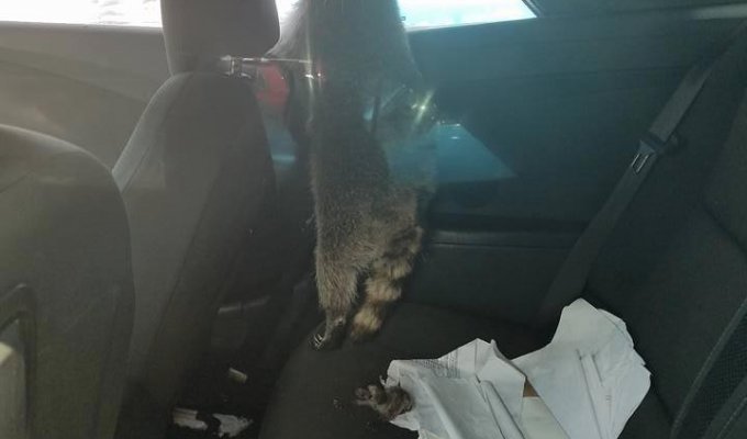 A raccoon snuck into a car to give birth to its offspring (4 photos)