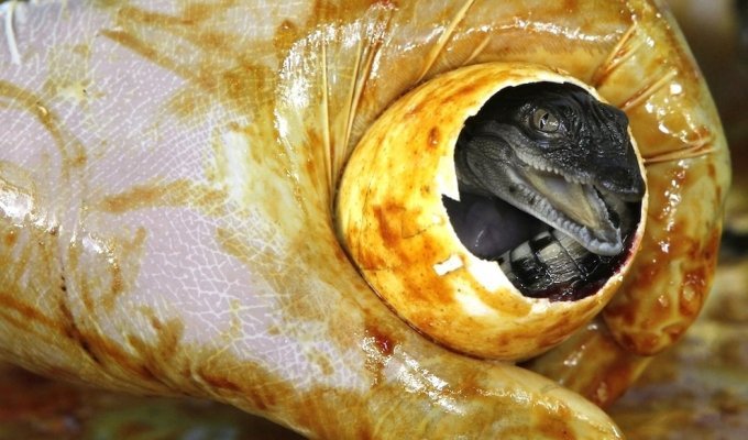 Как рождаются крокодилы (5 фото)