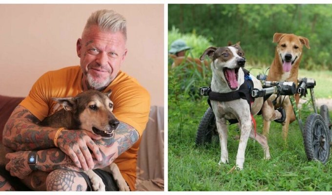 Повар нашел своё истинное призвание, спасая собак в Таиланде (18 фото + 1 видео)