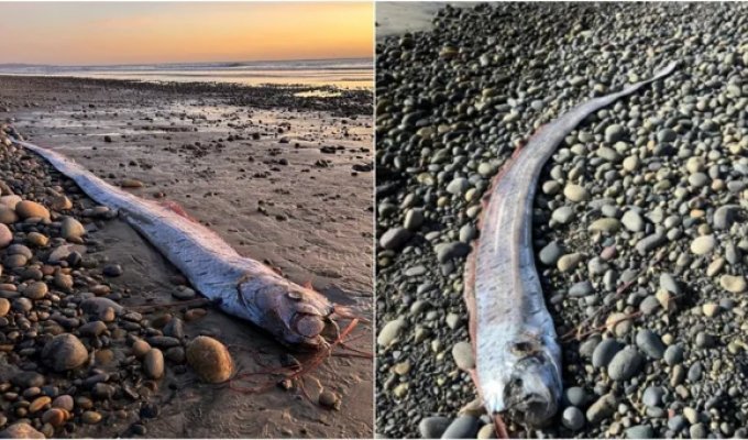 Doomsday fish is found on a beach in California for the second time (2 photos + 2 videos)