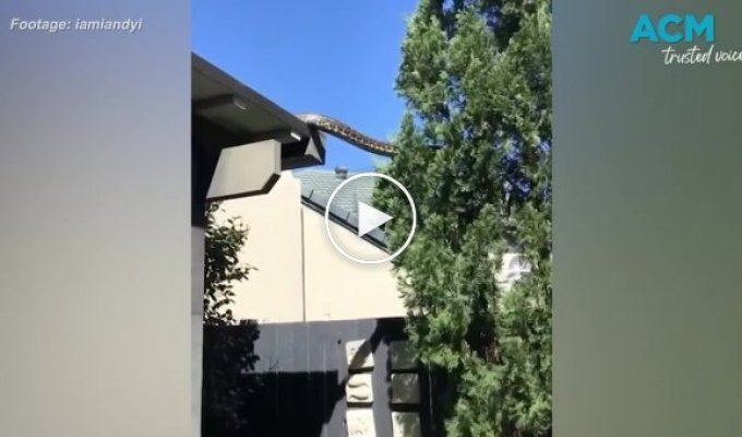 A resident of Australia filmed a python sliding from the roof onto a tree