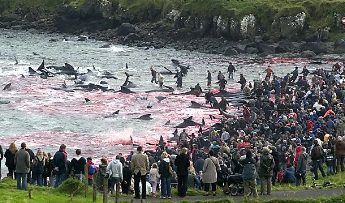 Жестоко ( Охота на китов в Исландии (10 фотографий)
