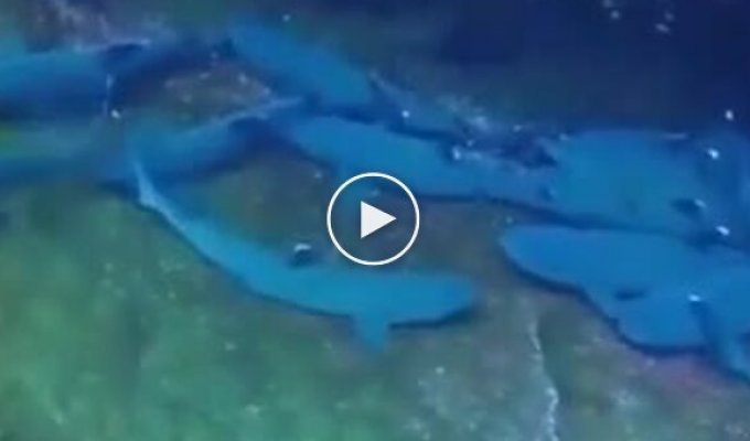Well, what can go wrong when filming a school of sharks?