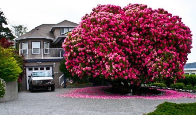 17 of the most magnificent trees in this world (22 photos)