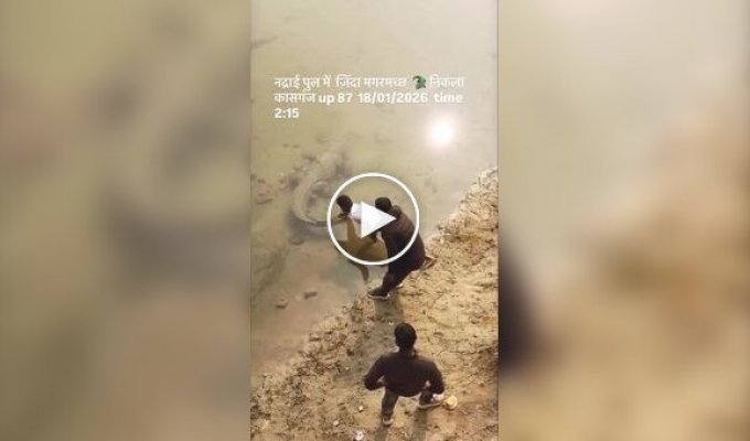 Мужчины разбудили крокодила, потянув его за хвост