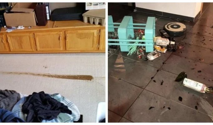 20 Times Vacuuming Went Wrong (21 photos)