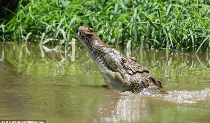 Крокодил решил помочь сделать хороший кадр (3 фото)