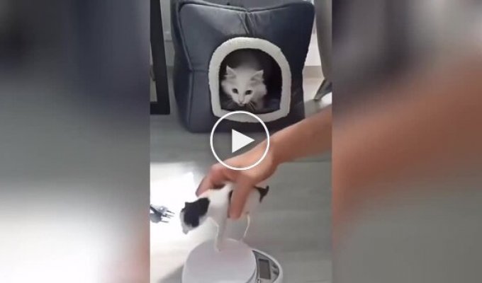 The cat did not allow the owner to weigh the kitten