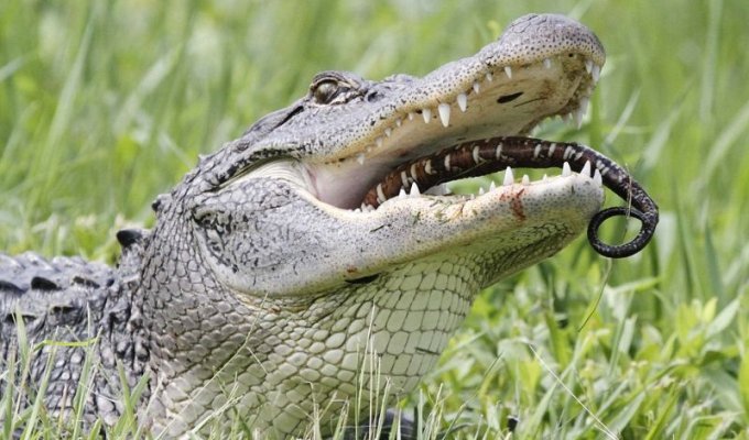 Голодному крокодилу черепаха и змея - на один зуб (8 фото)