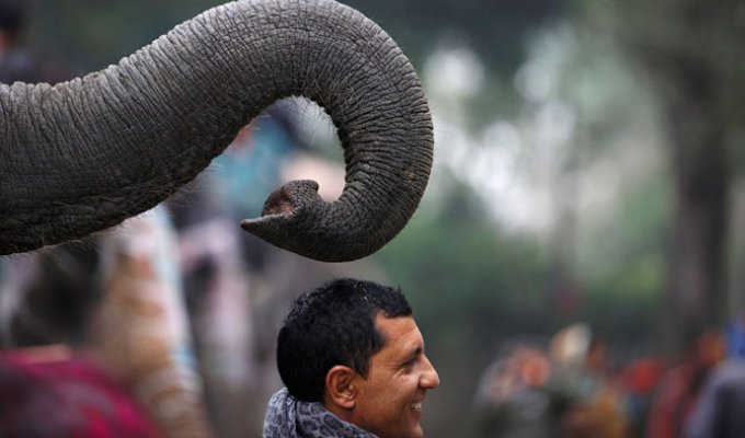 Фестиваль слонов (24 фото)