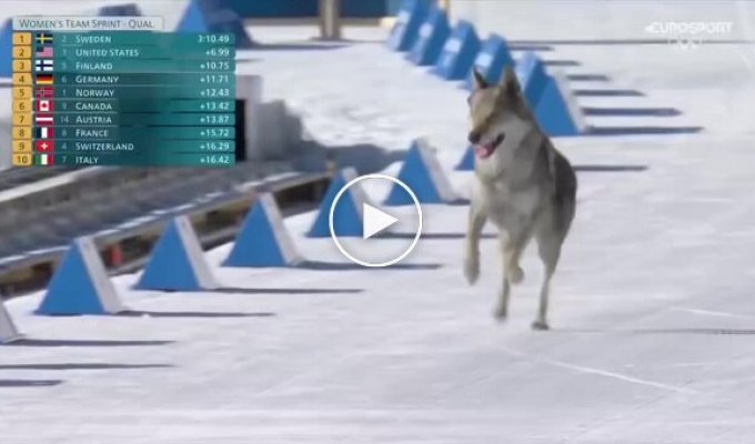 Собака ворвалась в командный спринт на Олимпиаде