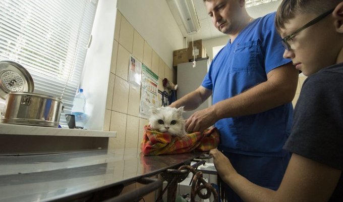 "Оперировал и плакал". Ветеринар вылечил и забрал себе слепого пса, которого принесли усыплять (8 фото)