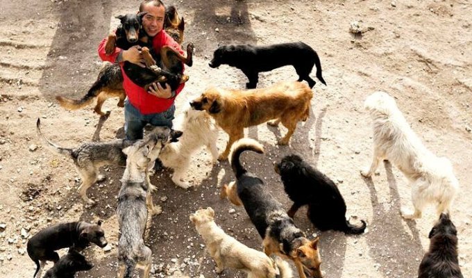 Китайский миллионер разорился из-за собак (13 фото)