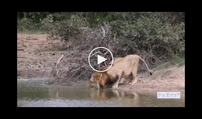 Самка бегемота, защищая детеныша, напала на спаривающихся львов и прогнала сородича в ЮАР
