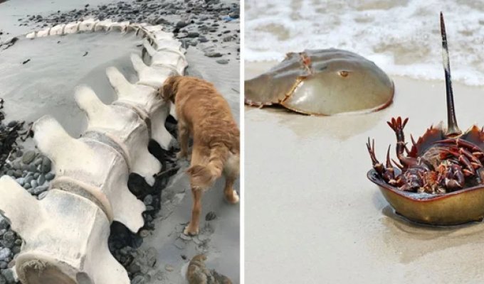 17 photos of interesting things found on beaches around the world (19 photos)