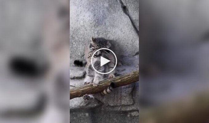 A baby Pallas's cat doesn't want to go home