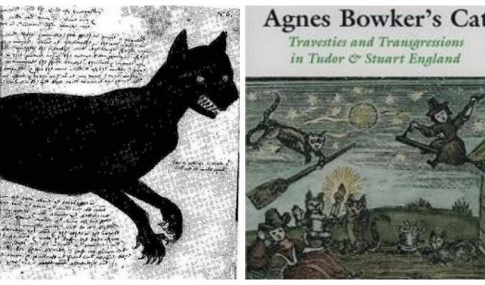 The curious case of Agnes Bowker's cat (9 photos)
