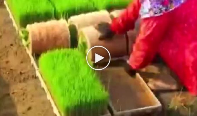 Как садят рис