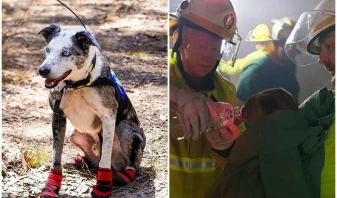Отважный пес спасает коал из пожаров в Австралии (6 фото)