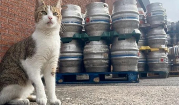 Арахис - котик из Великобритании, который очень любит пиво (3 фото)