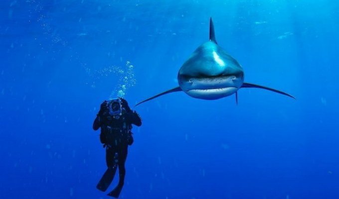 Подводный мир на снимках Брайана Скерри (22 фото)