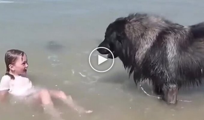 Собака рятує дочку господаря від хвиль