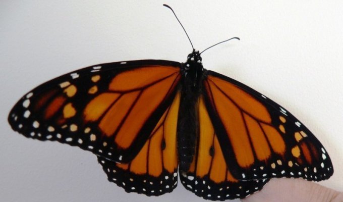 Трансплантация крыла бабочки Монарха (6 фото)