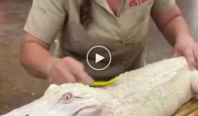 Как сделать аллигатора счастливым