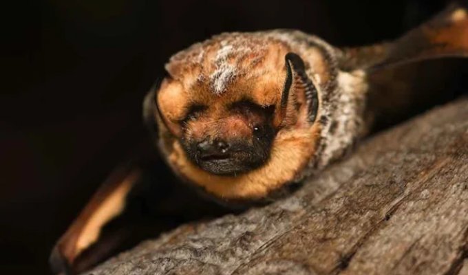 A Beauty Contest Was Held In The USA bats (7 photos)