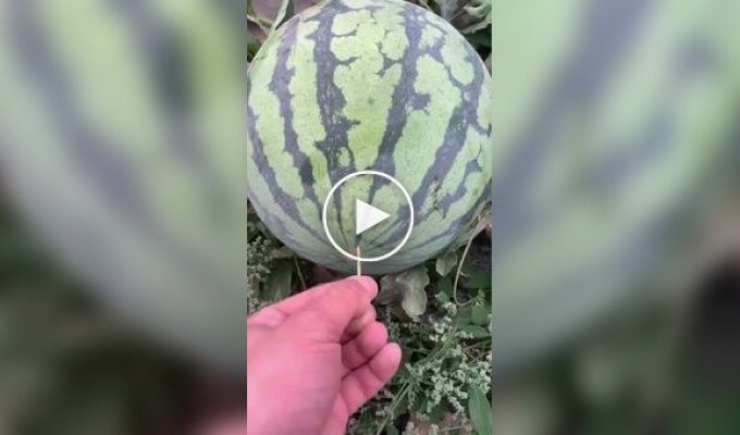 Арбуза не желаете
