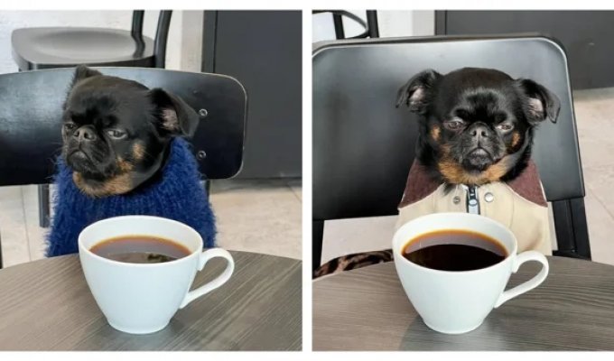 Пёс с постоянно хмурой мордочкой (7 фото + 1 видео)