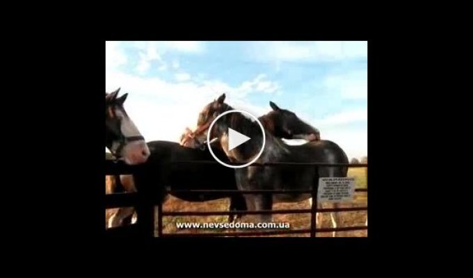 Любовь между лошадями