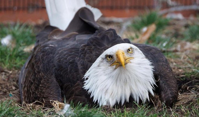 Papa Eagle sat on a stone for 2 months (3 photos)