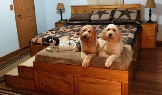 Here’s What a Custom Bed Built for Pet Owners Looks Like (7 Photos)