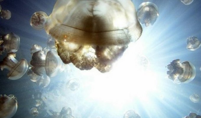 Царство медуз (19 фотографий)