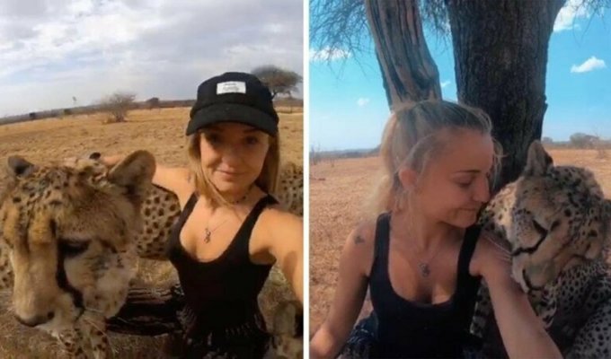 Обворожительная девушка дружит с гепардами и совсем их не боится (6 фото + 1 видео)